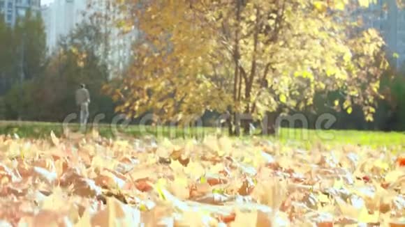 秋天的风景树上五颜六色的枫叶视频的预览图