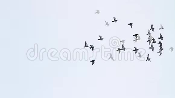 鸽子在冬天的天空中盘旋视频的预览图