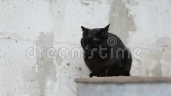 黑猫靠近墙视频的预览图