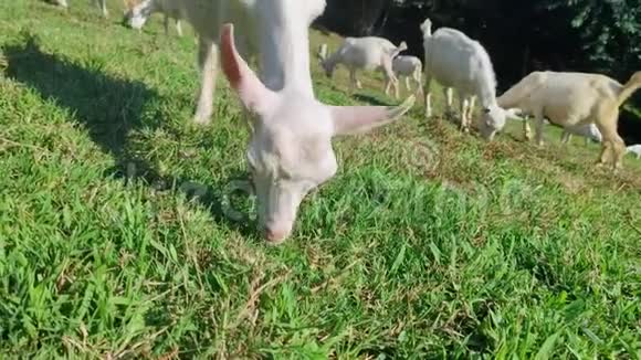 特写镜头小山羊吃草在山中央的一片绿色草坪上放牧的一群年轻的白羊视频的预览图