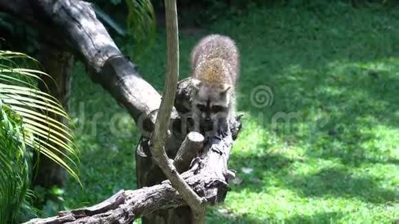 浣熊小爬树视频的预览图