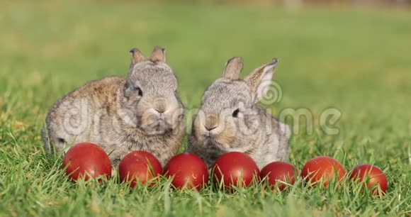 两只有趣的小灰兔坐在青草地上吃着复活节彩蛋视频的预览图