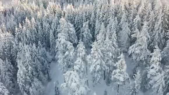 在寒冷的冬天高飞的相机倾斜在巨大的冰冻木材景观上视频的预览图