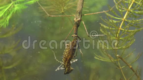水棒昆虫在水中被捕获的猎物蜻蜓幼虫视频的预览图