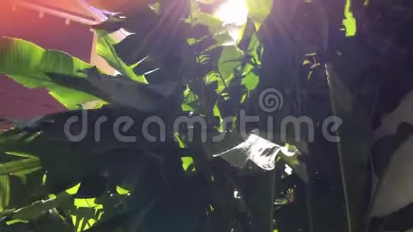 热带树叶大片绿叶阳光透过树叶视频的预览图