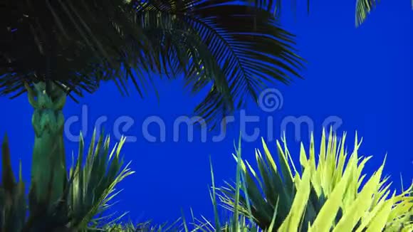 一棵棕榈树和一种热带植物在蓝色的屏幕上随风而逝的枝条美丽的夏天循环的背景视频的预览图