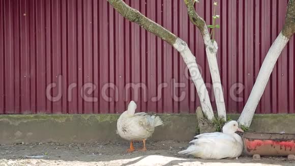 乡下院子里的两只白鹅洗干净了自己视频的预览图