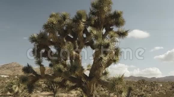 在沙漠中绕着约书亚树飞视频的预览图