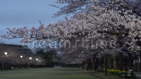 东京一个公园里樱花街道与鸟儿鸣叫的晨景视频的预览图