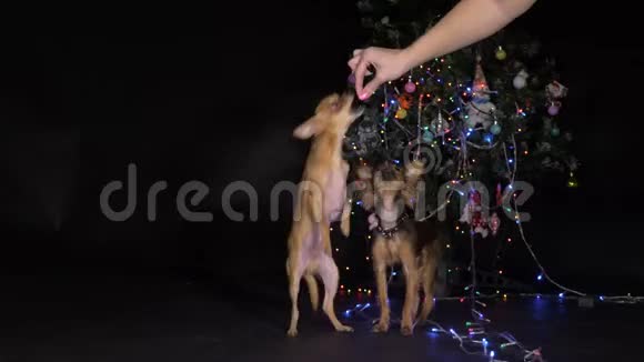 两只玩具狗是一只黄色新年狗视频的预览图