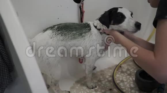 女性美容师在狗身上涂洗发水视频的预览图