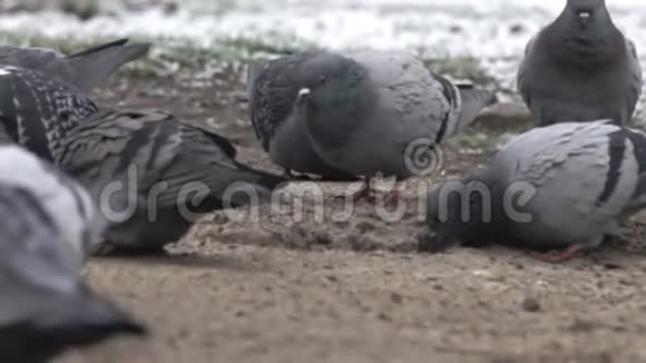蓝鸽走在白雪覆盖的草坪上视频的预览图