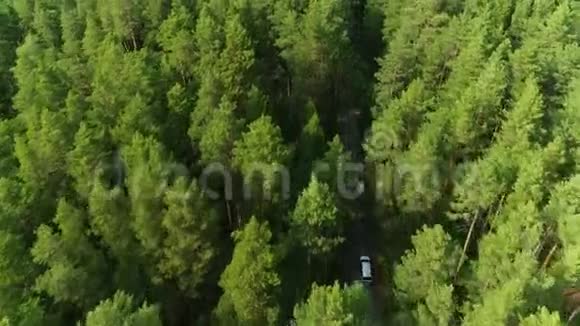 Flycam沿着隐藏在冷杉树荫下的道路行驶视频的预览图