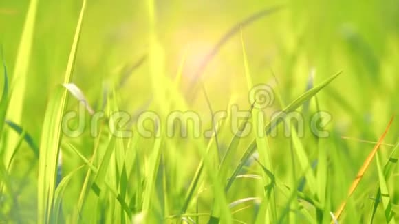 在阳光明媚的早晨慢风吹拂着草甸的叶片视频的预览图