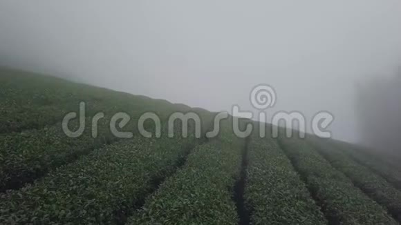 台湾阿里山山区乌龙茶种植雾霭中的空中景色视频的预览图