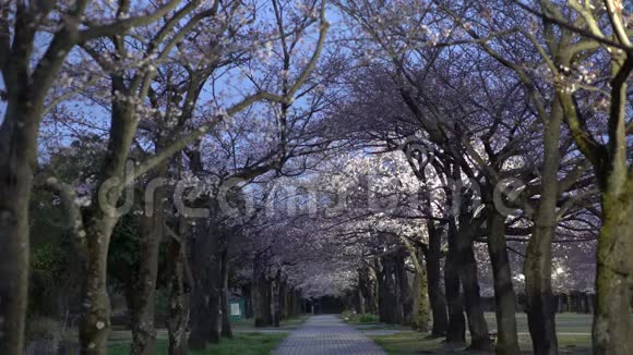 东京一个公园里樱花街道与鸟儿鸣叫的晨景视频的预览图