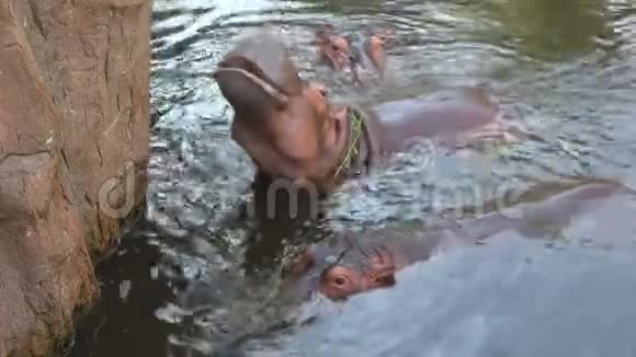 清迈动物园的河马泰国视频的预览图