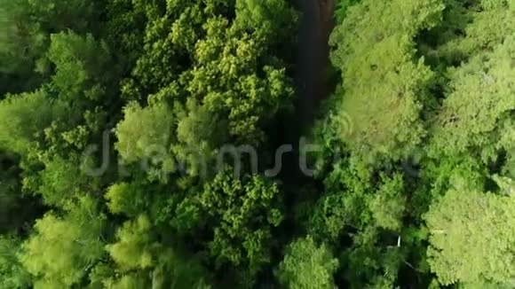 空中摄像机跟随着小货车在高大茂密的森林中沿路行驶视频的预览图