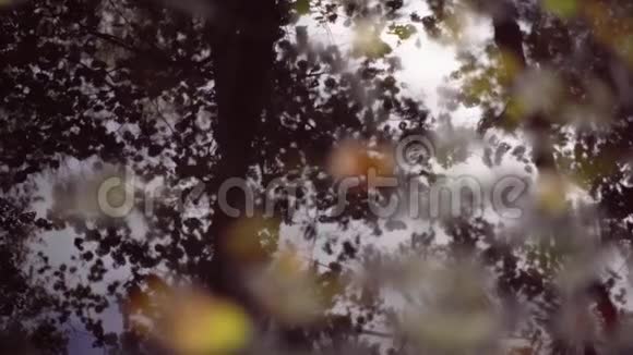 降雨后秋林湿叶雨落在红黄树叶上水滴滴下眩晕视频的预览图