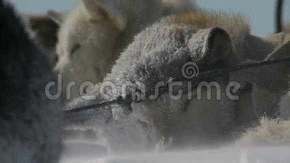 哈士奇狗休息睡在雪地里视频的预览图