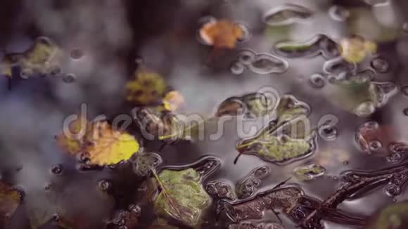 降雨后秋林湿叶雨落在红黄树叶上水滴滴下眩晕视频的预览图