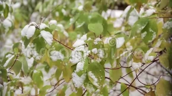 树上绿叶上的雪视频的预览图