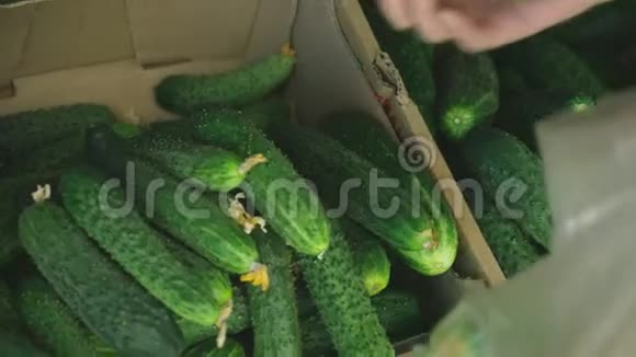 一个女人正在市场上选择蔬菜慢镜头拍摄一个女人在摘黄瓜视频的预览图