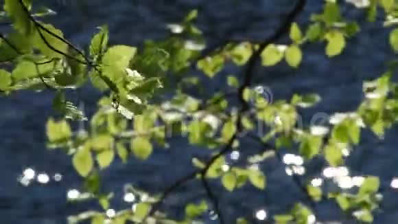 树叶在水中反射视频的预览图