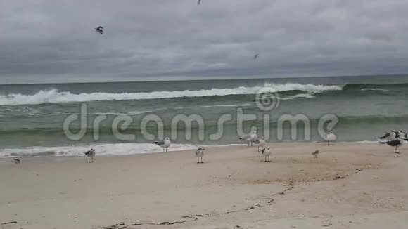 海滩上的海鸟和飞行视频的预览图