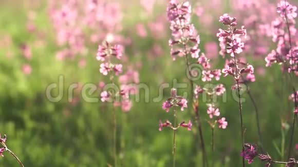 田野的粉色花朵特写视频的预览图