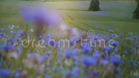 花夏日落绿野与蓝色草甸花野花与无人慢莫4K视频在UHD相机视频的预览图