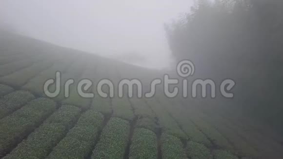 台湾阿里山山区乌龙茶种植雾霭中的空中景色视频的预览图