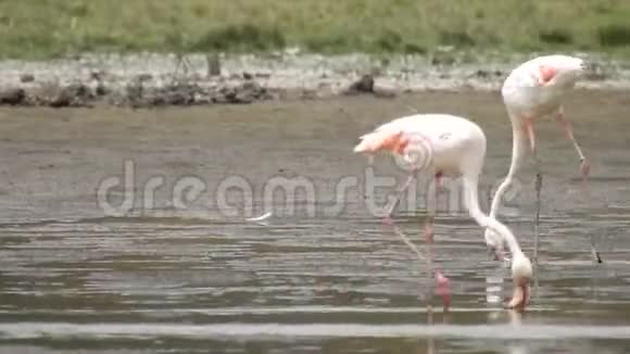 野生饮用水中的火烈鸟视频的预览图