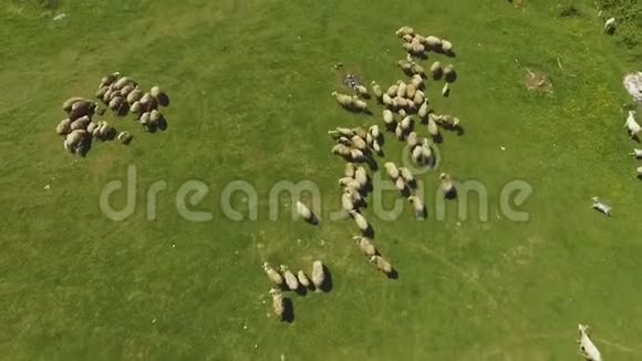 在山区茂密的田野上放牧的绵羊牛的繁殖有机生产视频的预览图