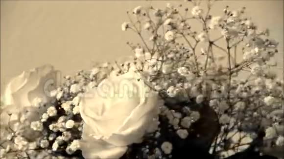 萼片的奶油玫瑰视频的预览图