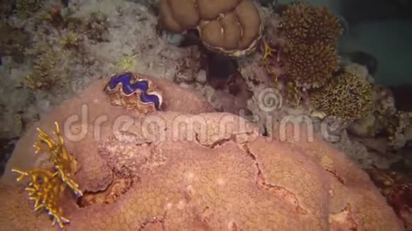 软体动物双壳类TridacnaMaxima双壳类软体动物生长于红海暗礁上的珊瑚中视频的预览图