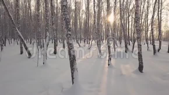 冬天白天在白雪覆盖的公园里的白桦树间滑行视频的预览图