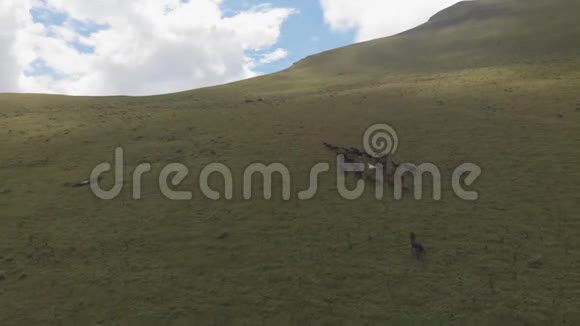 无人机射杀了一群在山上的草地上放牧的马视频的预览图