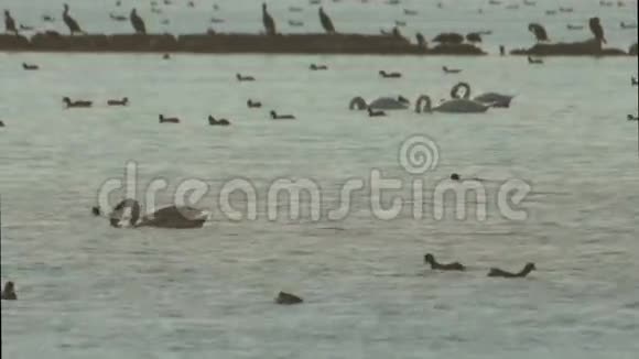 保加利亚湖上的水鸟视频的预览图
