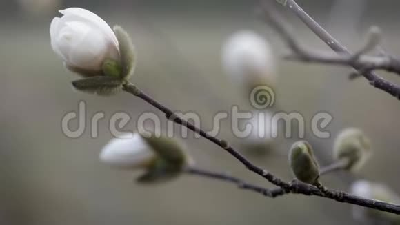 白玉兰花芽收拢视频的预览图
