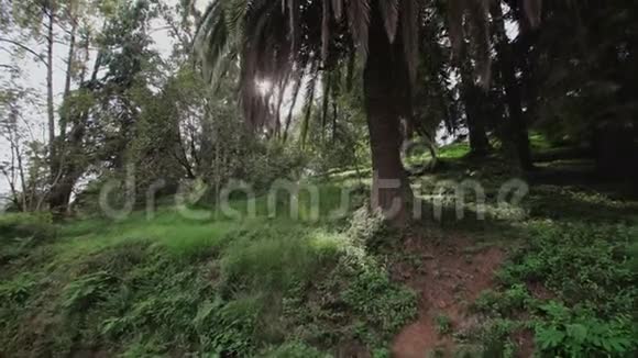 棕榈树和太阳的光芒具有多种植物的热带花园巴统植物园视频的预览图