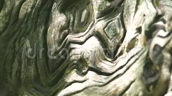 封闭林中树皮老树干木结构木质表面有树皮纹理背景视频的预览图