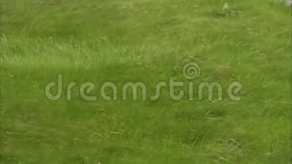 被风吹动的绿草视频的预览图