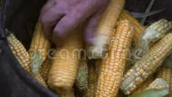 特写镜头老农村妇女铁制餐具中的熟玉米视频的预览图