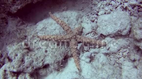 海底的埃及刺状海星视频的预览图