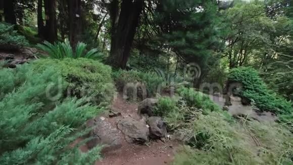 生长在山坡上的各种针叶树的日本花园蕨类植物视频的预览图
