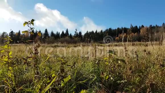 秋天一片森林附近的田野视频的预览图