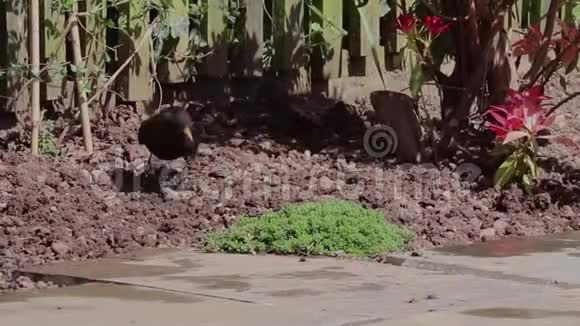 黑歌鸟雄鸟视频的预览图