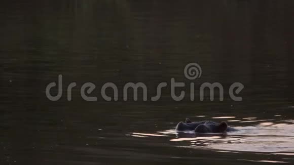 孤独的河马在河里游泳视频的预览图