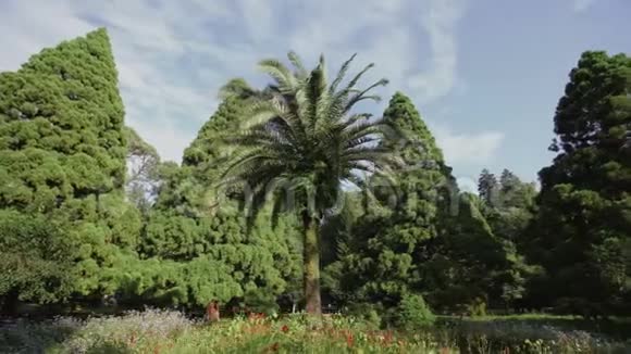 棕榈树生长在针叶林中的一片花草地上植物园里阳光明媚的一天视频的预览图